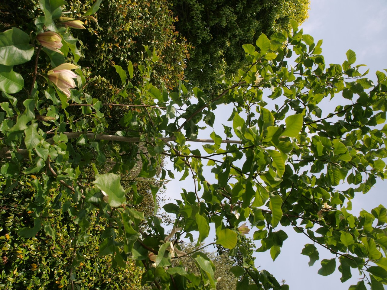 magnolia ambrosia